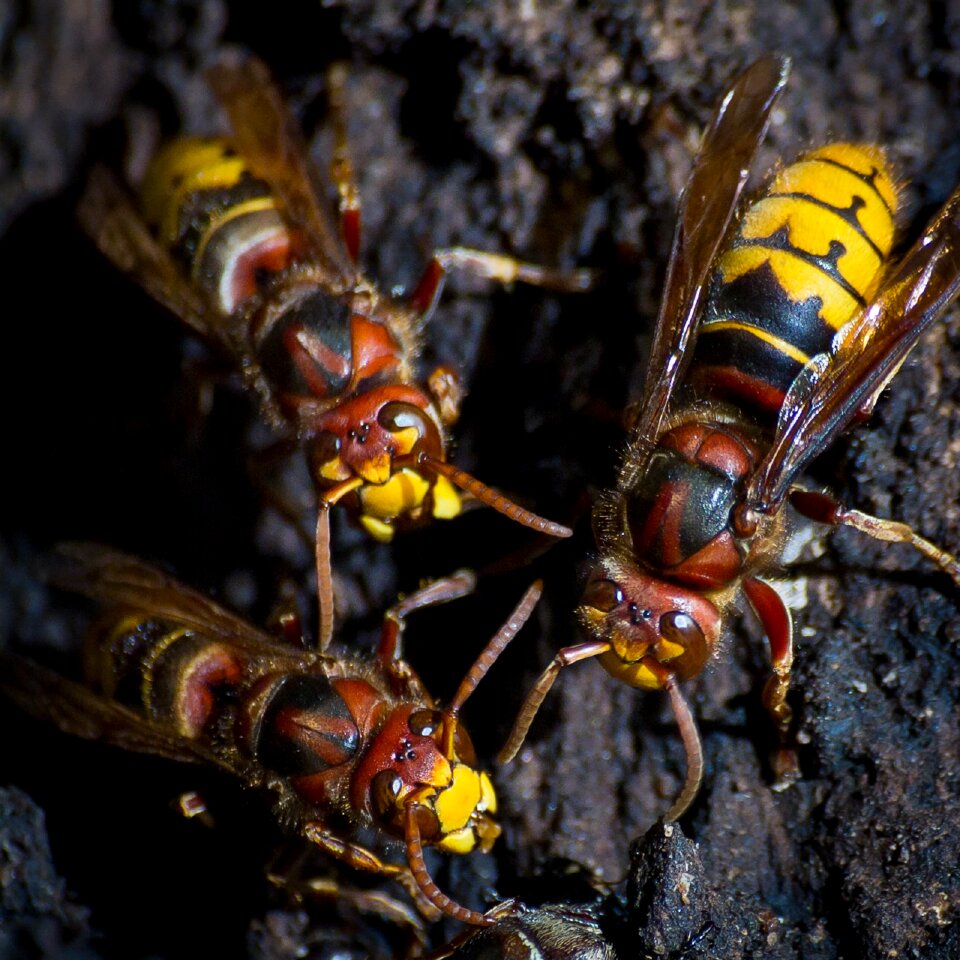 Insects nature sting