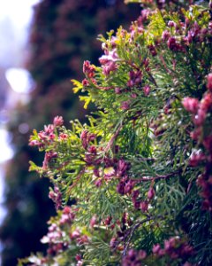 Juniper? flowers photo