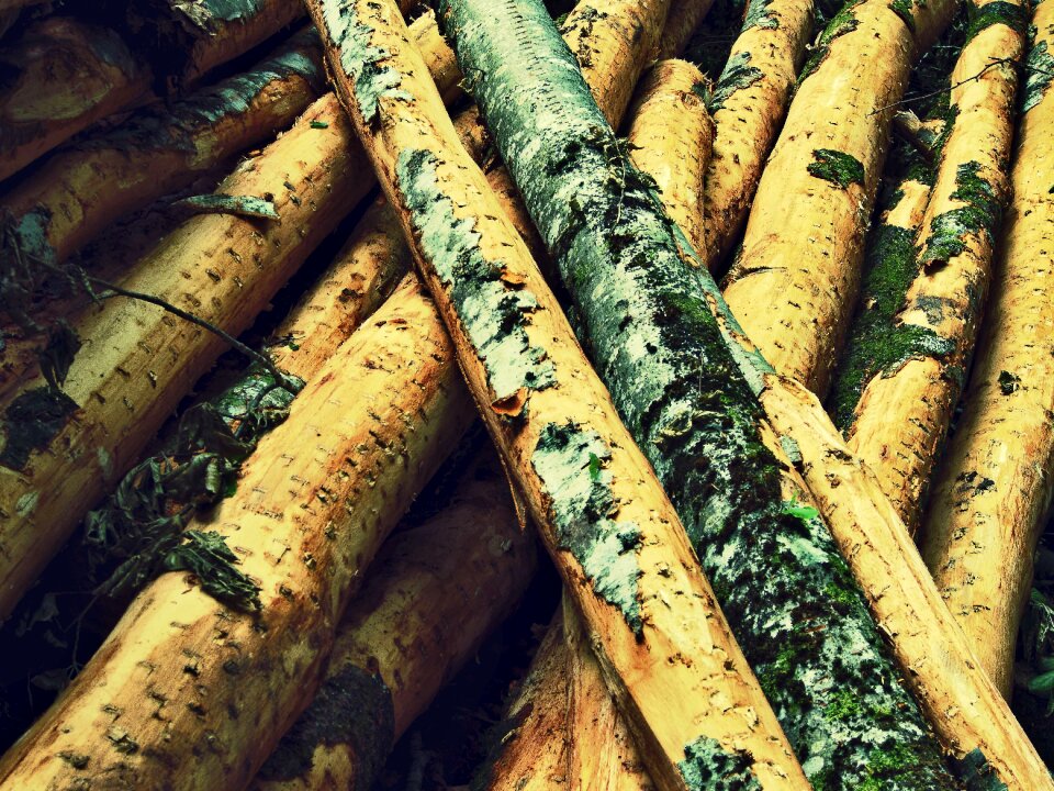 Environment wood natural