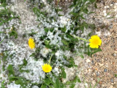 Summer Flurries?