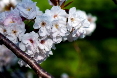 Cherry Blossoms, 2