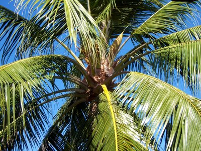 Palm frond nature photo