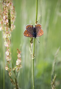 Grass wings coloring