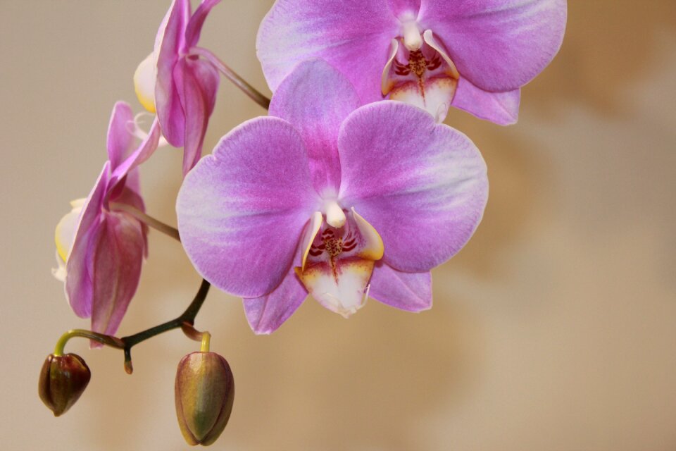 Orchid flower flowers