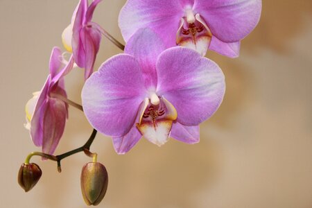 Orchid flower flowers
