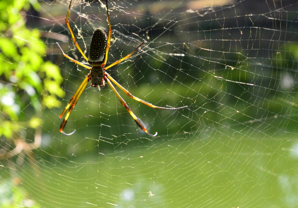 Ivy arachnid trap
