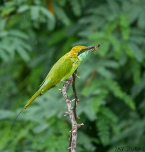 Green bee eater photo