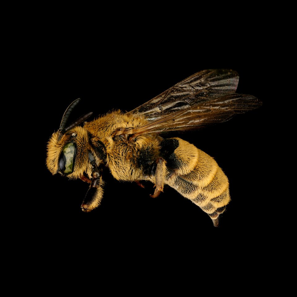 Dioxys aurifuscus female