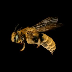 Dioxys aurifuscus female