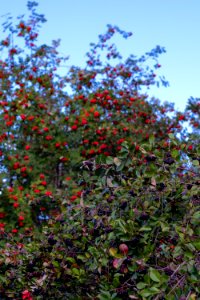 Chokeberry and sorbus