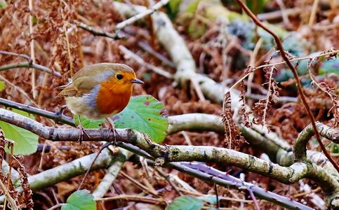 Nature wildlife red