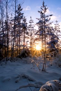 Sunset behind young trees.