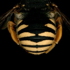 Pseudoanthidium reticulatum male abdomen