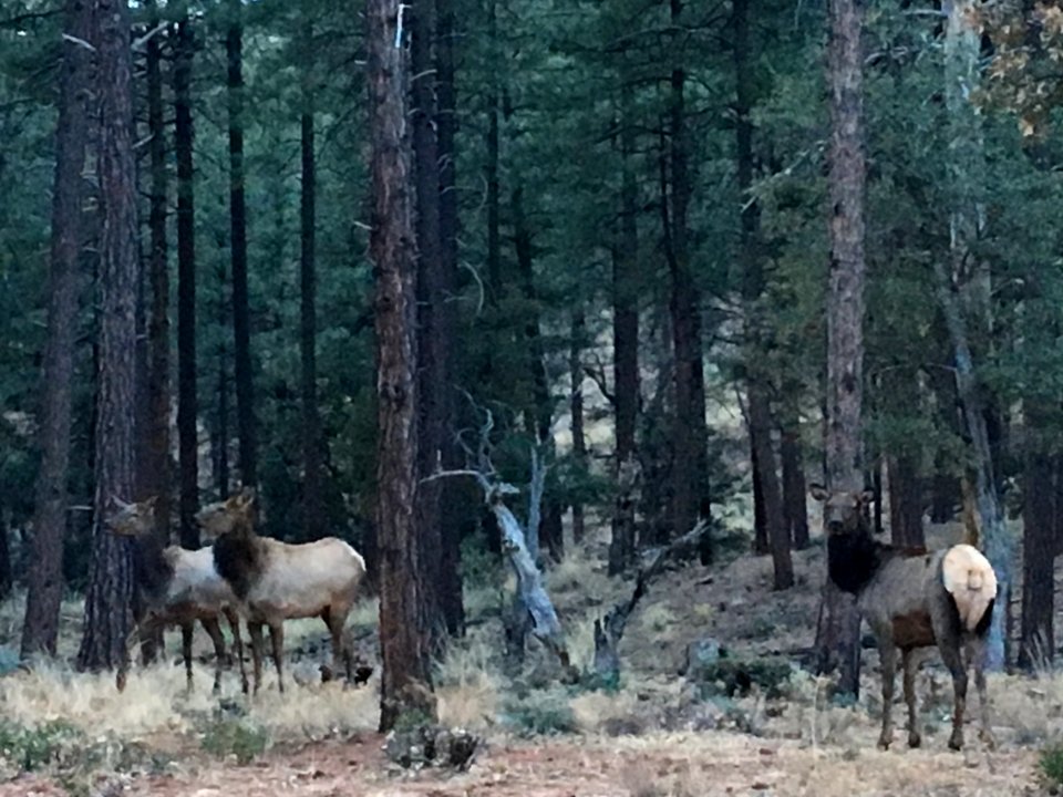 The Forest is Crowded