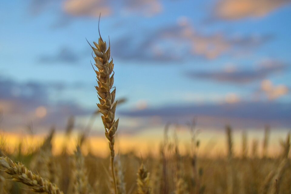 Kolosok field sunset