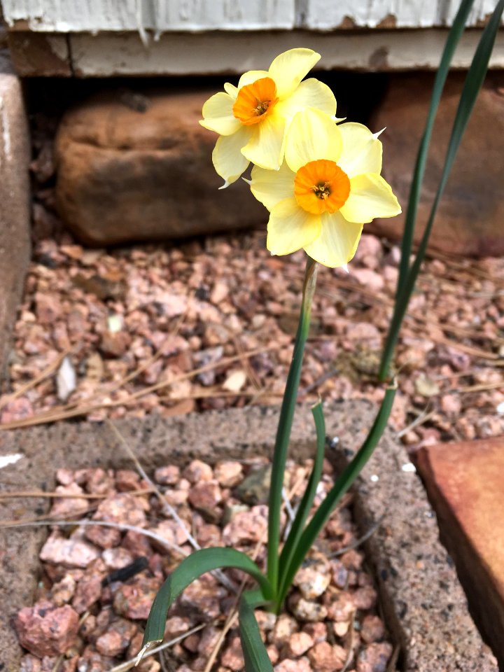 Daffodils, Finally