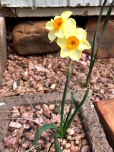 Daffodils, Finally photo