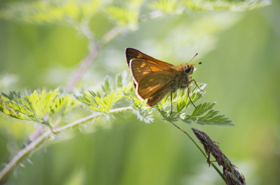 Grass wings coloring
