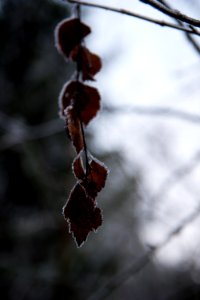 Frozen leaves. photo