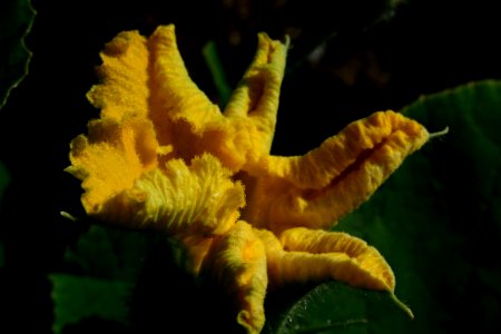 Courgette Flower 001