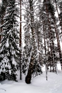 Snowy forest scene.