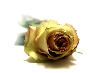 Vintage Rose Bud 2