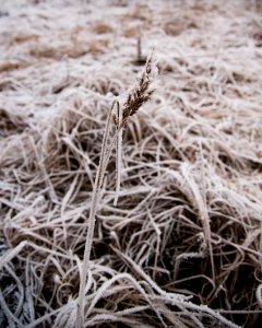 Frozen hay. photo