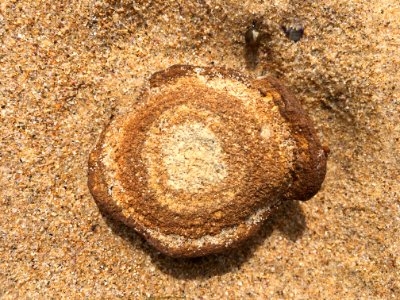 Concentric Rock
