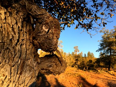 Tree Knuckles