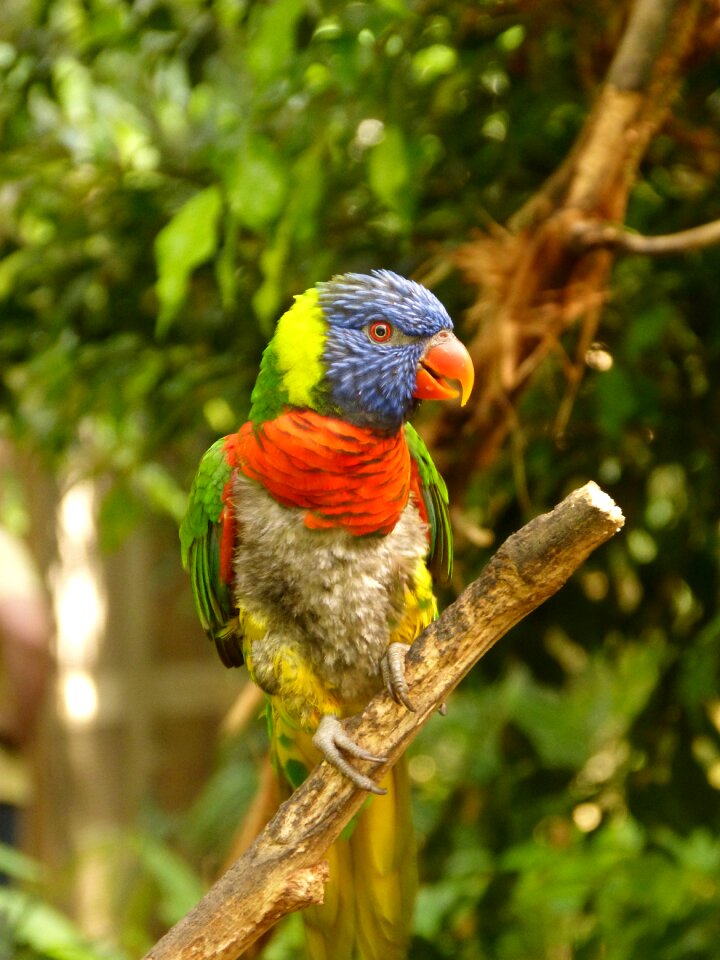 Peak plumage tropical bird