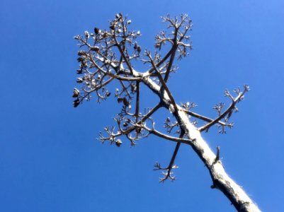 Dead Century Plant