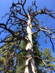 Wicked Ponderosa
