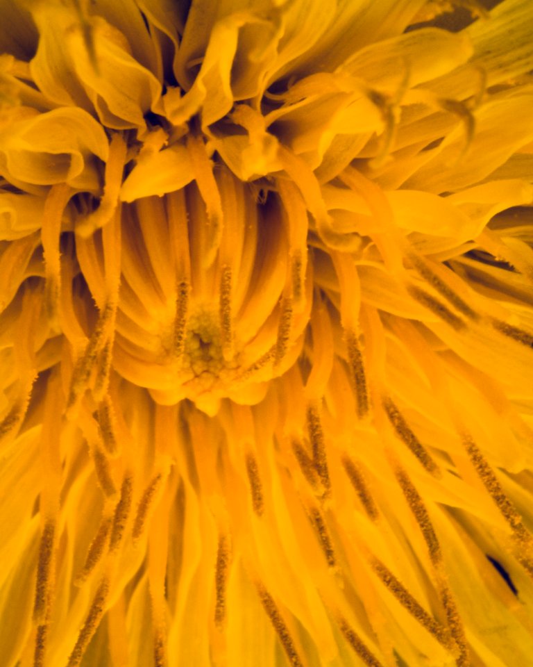 Dandelion photo