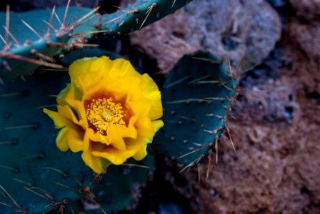 Cactus bloom photo