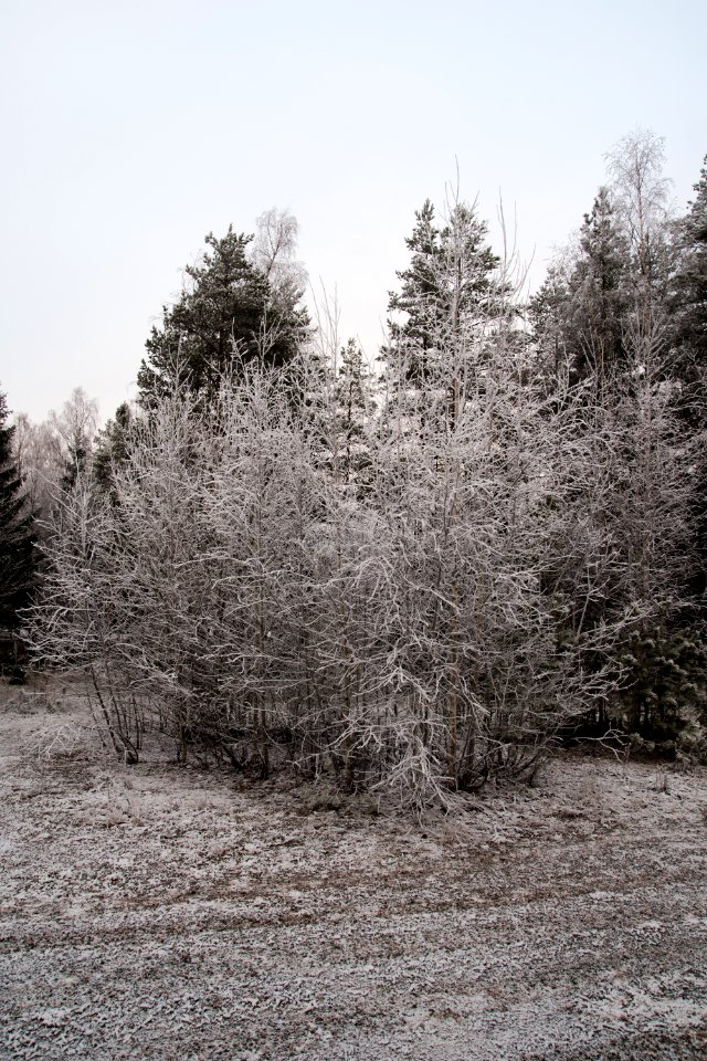 Forest scene with fresh snow.