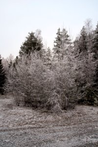 Forest scene with fresh snow. photo