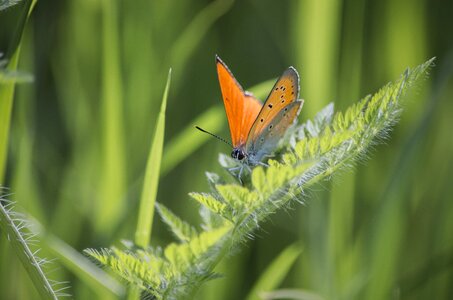 Wings coloring orange