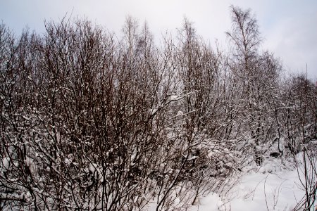 Young trees covered in snow.