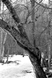 Twisted tree photo