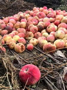 Abandoned Apples photo