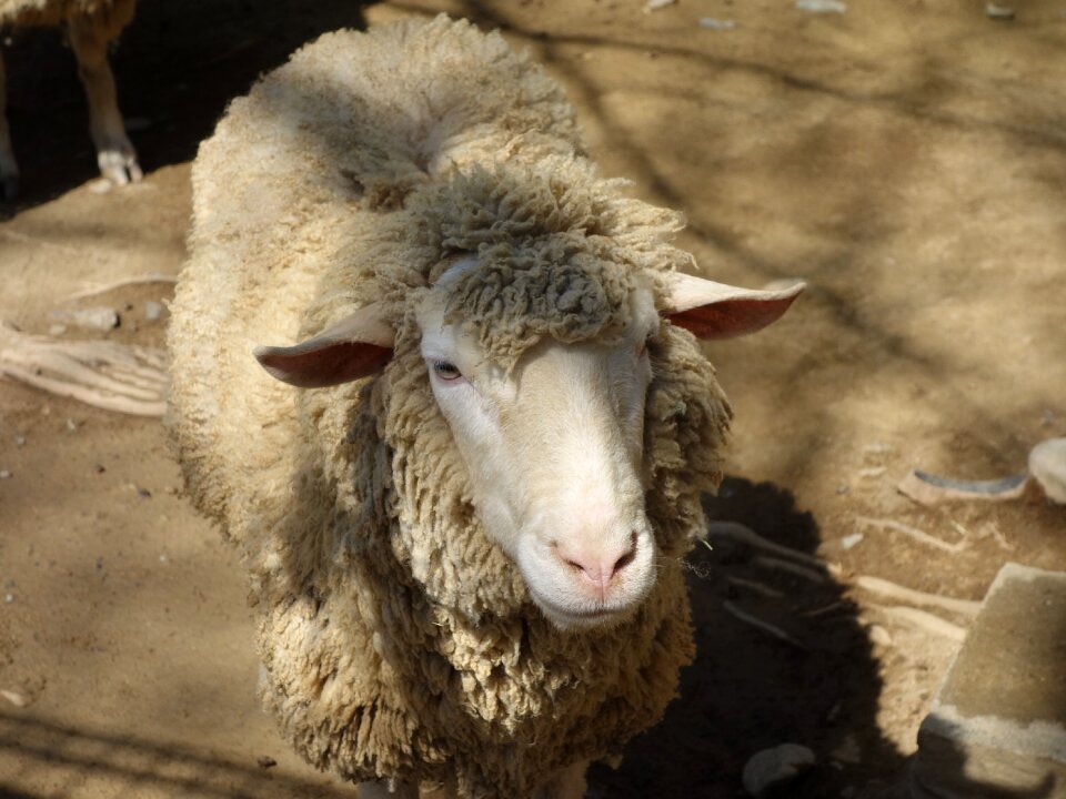 Sheep petting zoo Free photos