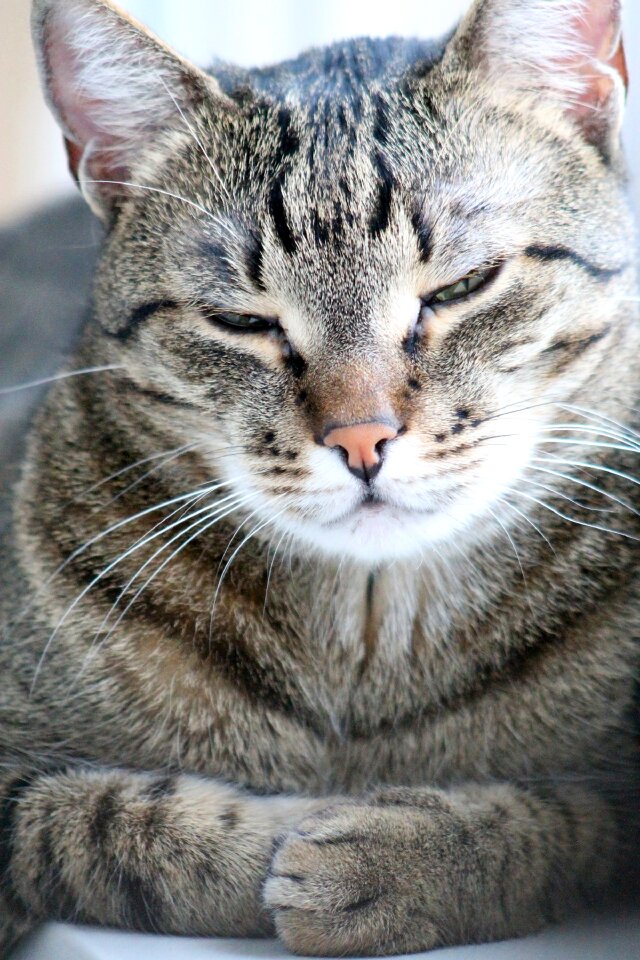 Pets tabby cute