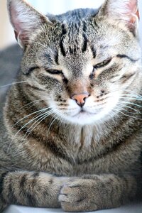 Pets tabby cute photo