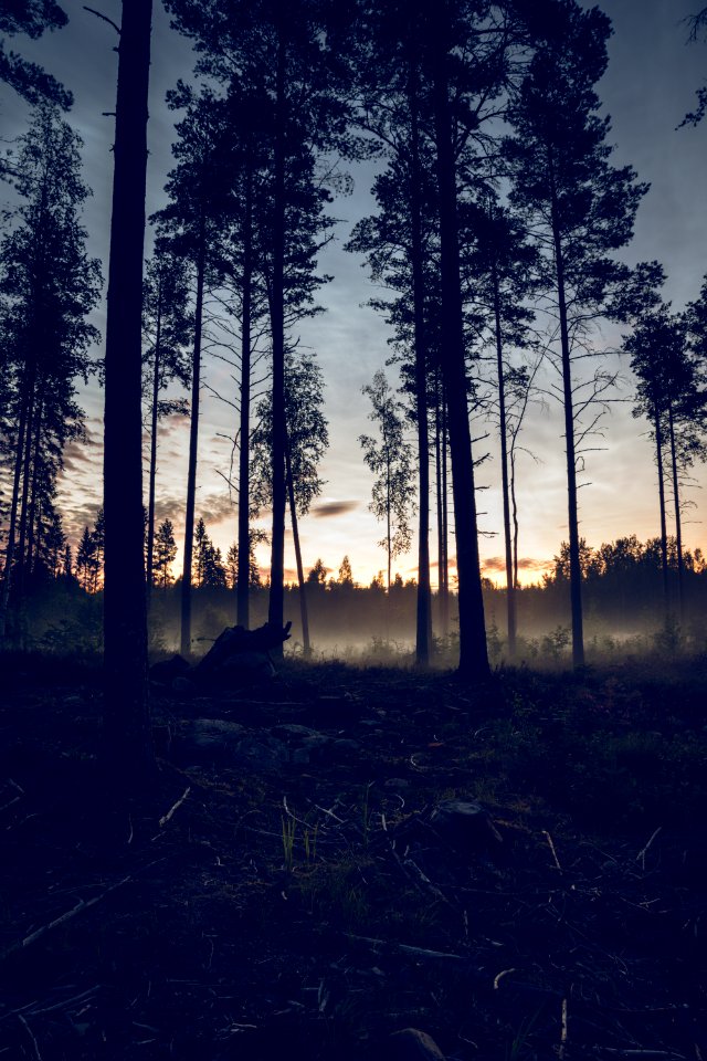 Foggy forest