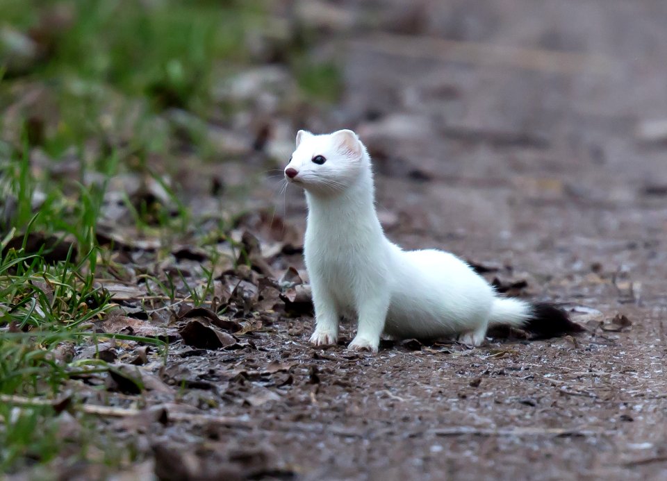 Hermelin am Weg/ stoat
