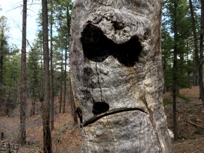 Nasty Tree Face photo