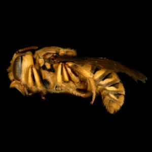 Hoplostelis multiplicata