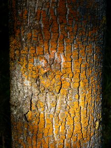 Texture bark tree photo