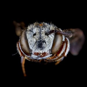 Coelioxys coturnix female