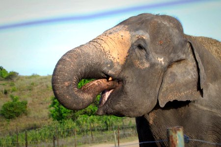 Rana na Fazenda Boa Luz em Aracaju (SE)